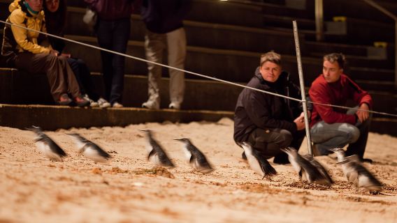 Автобусный тур «Парад пингвинов острова Филлип», знакомство с дикой природой и пляжными домиками