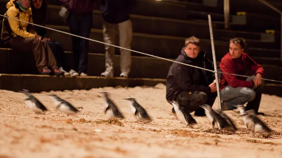 Phillip Island Penguin Parade, Wildlife and Beach Boxes Bus Tour