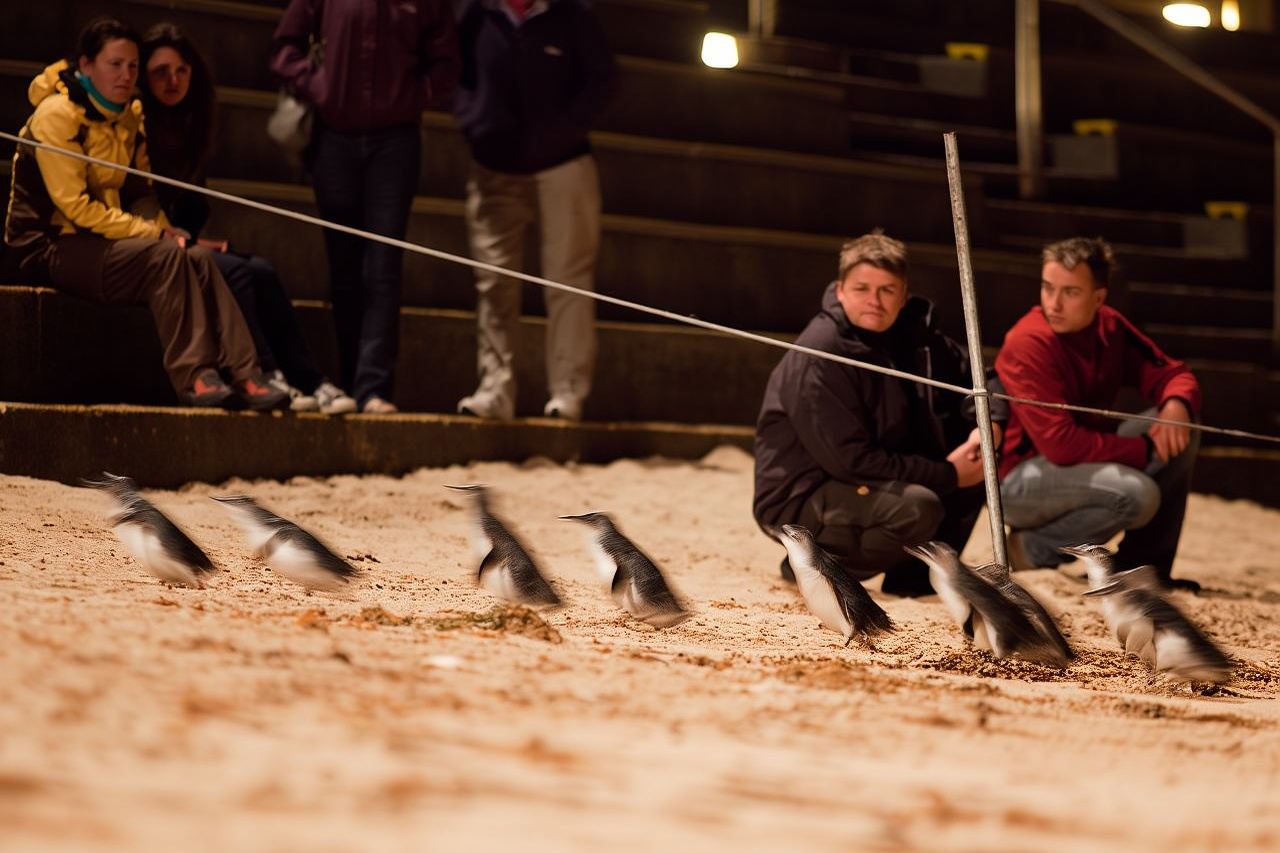 Phillip Island Penguin Parade, Wildlife and Beach Boxes Bus Tour