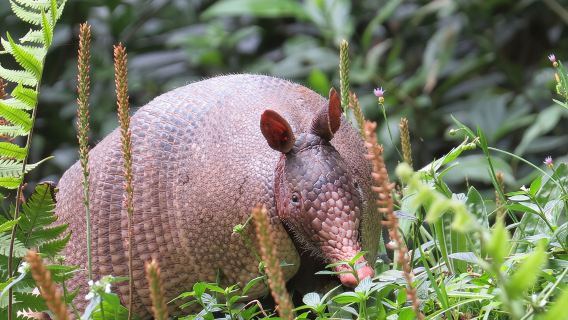 Tour di storia naturale nella riserva di Curi Cancha a Monteverde