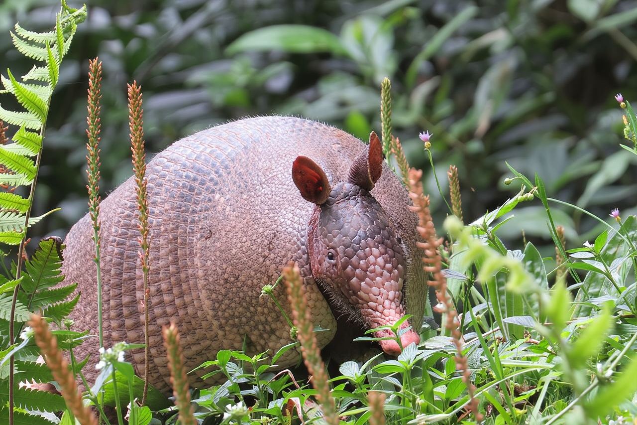 Natural History Tour at Curi Cancha Reserve in Monteverde