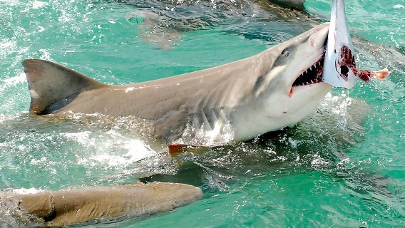 Shark and Wildlife Viewing Adventure in Key West