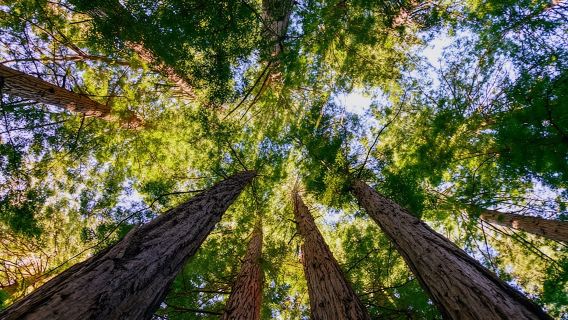 Muir Woods and Sausalito: Small-Group Tour