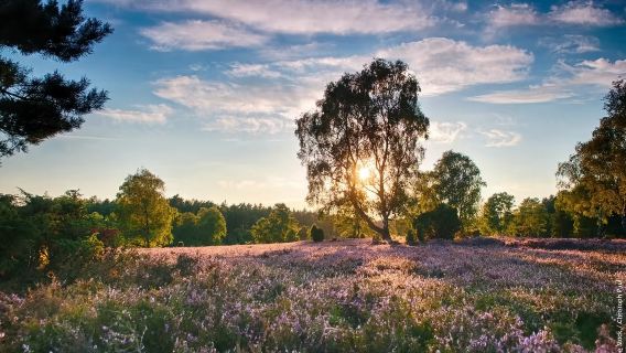 德國呂訥堡老城+市政廳+鹽泉+呂訥堡草原一日體驗都市鄉野風光