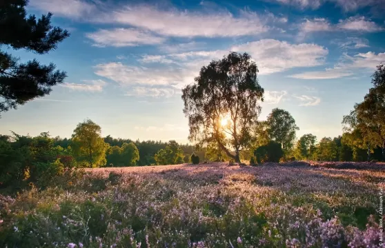 德國呂訥堡老城+市政廳+鹽泉+呂訥堡草原一日體驗都市鄉野風光