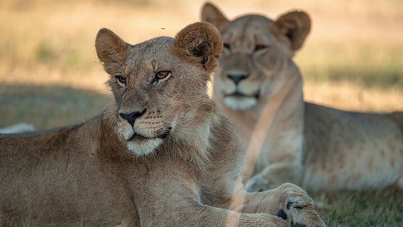 Safari animalier d'une journée à l'Akagera