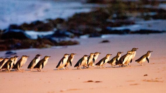 Phillip IslandTours