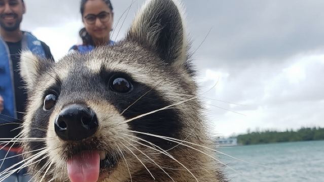 Raccoon Island Exploration on SUP/Kayak