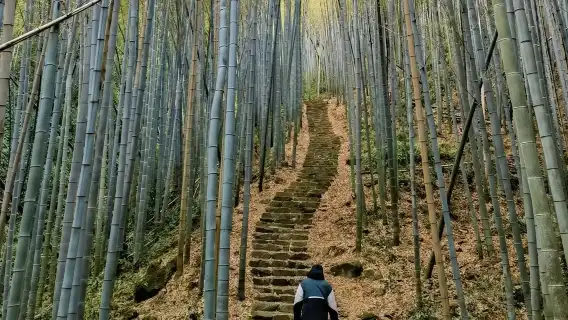 Eatwith ช่วงเวลาแห่งการแบ่งปัน - หางโจว - เดินเบาๆ ชมไร่ชาและค้นพบความลับของอ่างเก็บน้ำอุดมออกซิเจน