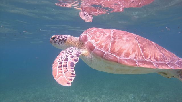 Costa Maya, Schnorcheln am Riff mit Fischen, auf der Suche nach Schildkröten.