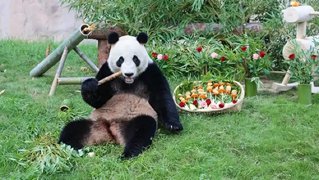 上海野生動物園觀看大熊貓和猛獸區投餵體驗 1日遊
