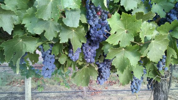 Из Сиднея: экскурсия по винодельням долины Хантер с полным пансионом