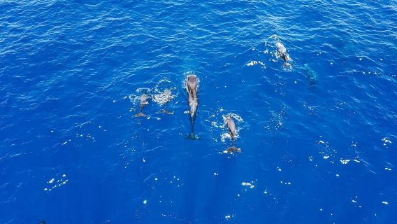 Costa Adeje: Masca and Los Gigantes Whale Watching Cruise