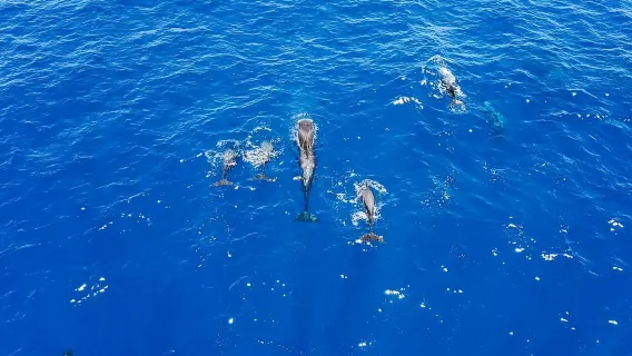 Costa Adeje: Crociera per l'avvistamento delle balene a Masca e Los Gigantes