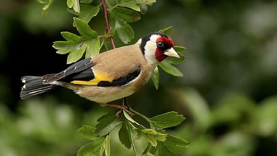 Pokhara: Excursión de un día al Annapurna con vistas panorámicas