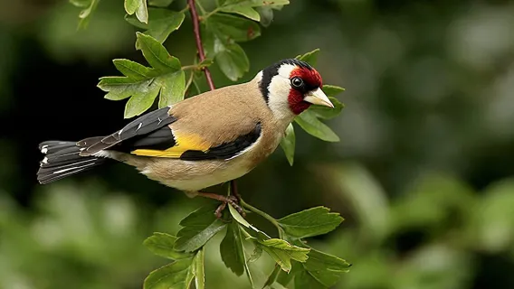 Pokhara: escursione giornaliera sull'Annapurna con viste panoramiche