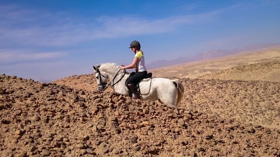 Desde Hurghada: Amanecer en el Mar Rojo y paseo a caballo por el desierto