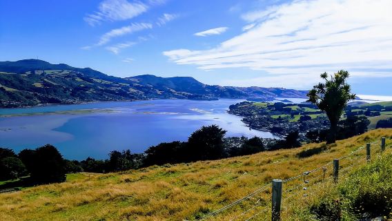 Tour dei paesaggi della penisola di Otago e del Little Blue Penguin