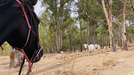 Escursione a cavallo a Caltabellotta e brunch con un pastore