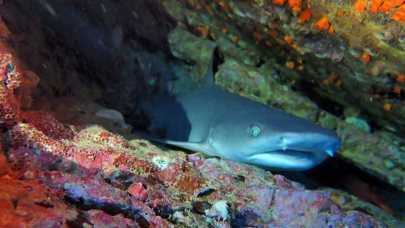 Tamarindo: tour guidato di snorkeling con osservazione della vita marina