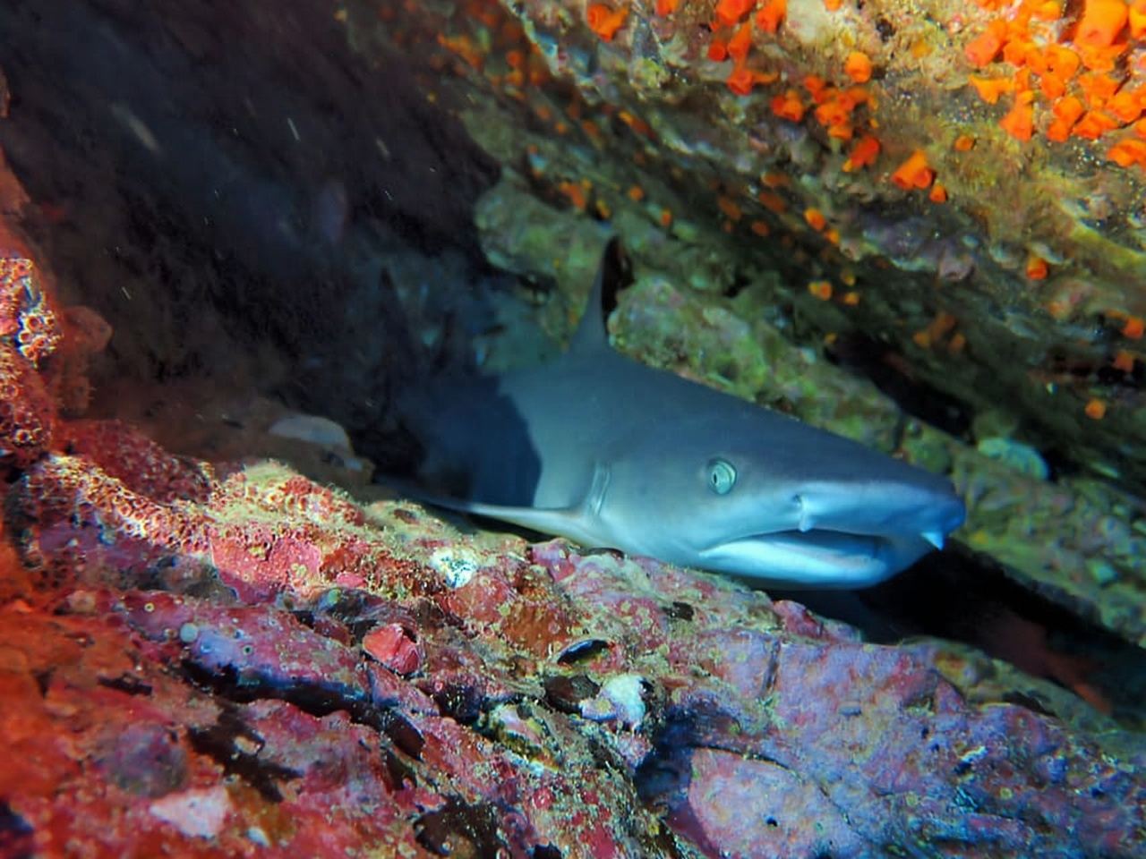 Tamarindo: tour guidato di snorkeling con osservazione della vita marina