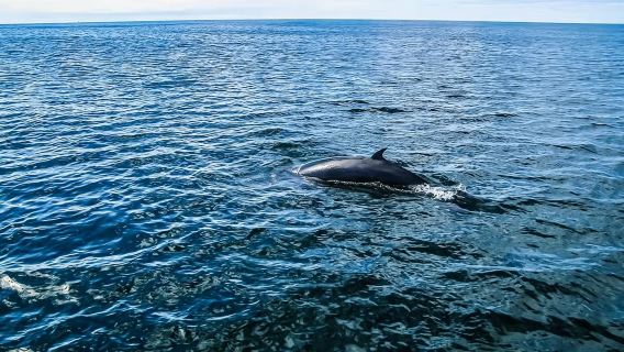 Islande : Excursion combinée dans un tunnel de lave et croisière d'observation des baleines (départs quotidiens / croisière classique)