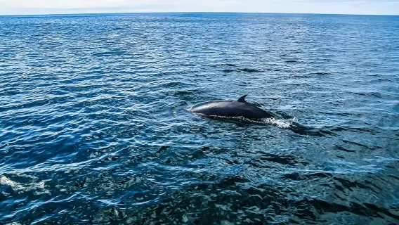 Islanda: tour combinato del tunnel di lava e crociera per avvistamento balene (partenza giornaliera/crociera classica)