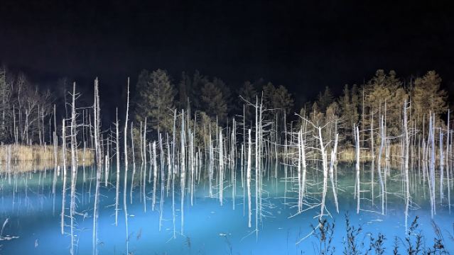 日本北海道札幌-青池-白鬚瀑布白金神社【中文專車 悅享旅途】