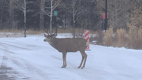 Lakes Moraine, Louise, Emerald, Johnston Canyon & Yoho Tour