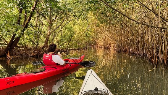 Kayaking in Mangrove Forest of Paravur Backwaters near Varkala and Kollam