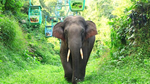 雲南西雙版納野象谷+曼掌村一日遊【獨立用車丨酒店接送】