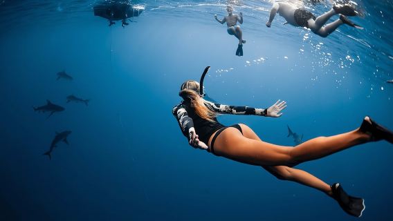 Oahu Open Water Shark Diving Experience