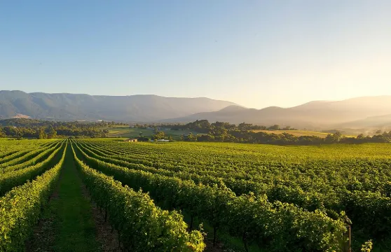悠閒亞拉河谷品酒之旅:葡萄酒、蘋果酒、氈酒、啤酒 + 朱古力