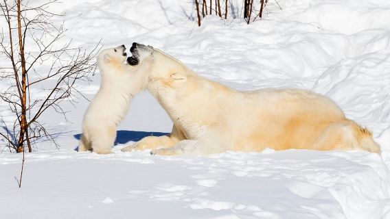 Ranua Zoo tour, optional lunch