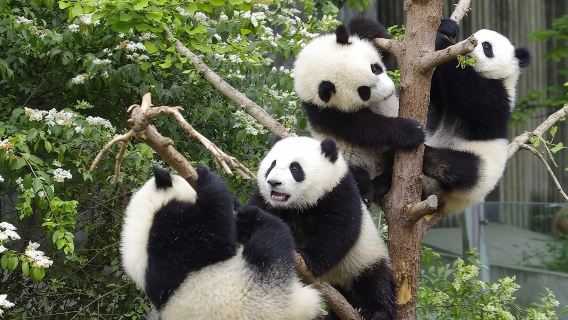 Private All-inclusive Day Tour: Chengdu Panda Base & Jinsha Site Museum