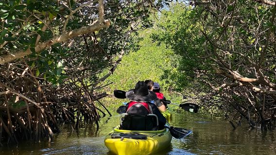 Manatee and Dolphin Kayak Tour