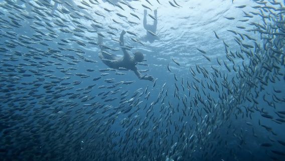 Plongée avec les sardines de Moalboal et canyoning à Badian avec les chutes de Kawasan
