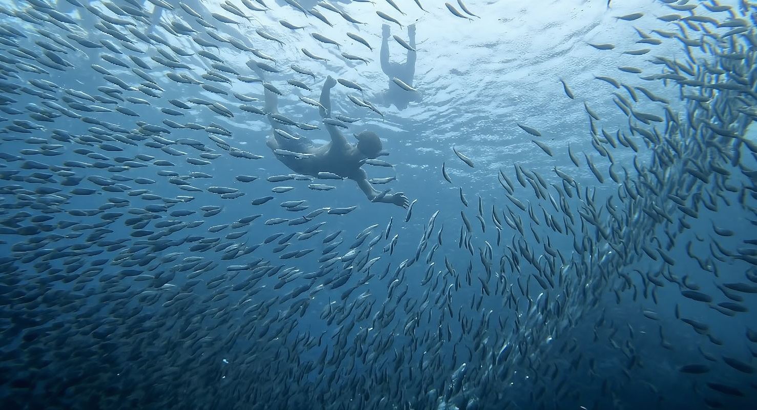 Snorkeling with Moalboal Sardines and Badian Canyoneering with Kawasan Falls