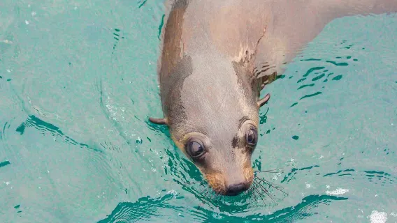 Phillip Island Cape Woolamai 1-Hour Cruise