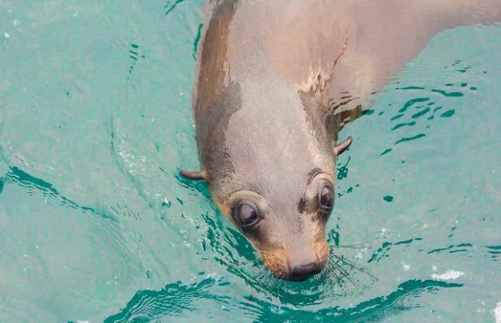 菲利普島Cape Woolamai烏拉邁角1小時遊船