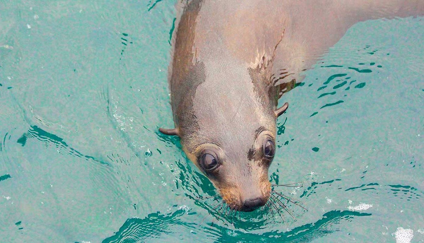 1-hour cruise to Cape Woolamai on Phillip Island