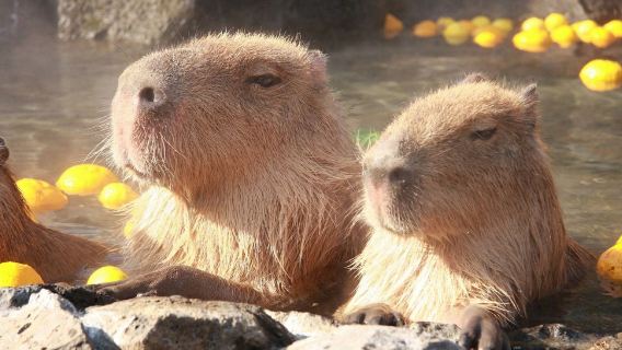 伊豆精品普通話小團體：大室山+仙人掌動物園+城崎海岸+觀海列車