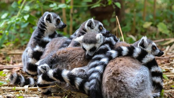 Alphen aan den Rijn: Avifauna Bird Park Entry Ticket
