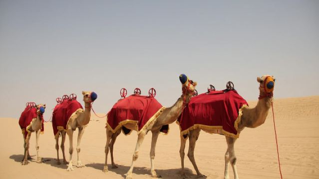 Dubái: Campamento beduino, safari por las dunas, exhibición de halcones y cena de barbacoa
