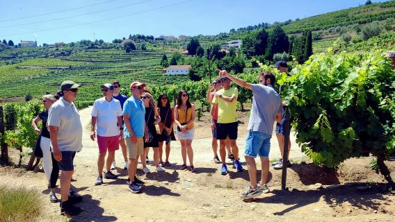 Oporto: Recorrido por los viñedos del valle del Duero con almuerzo y crucero fluvial