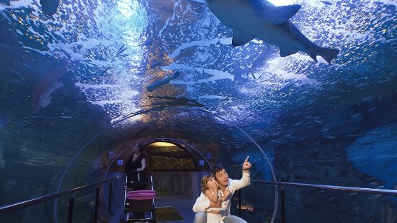 Tiket Masuk Akuarium San Sebastian dan Lawatan City Walking