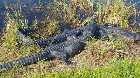 Miami: giro in idroscivolante e tour in tram delle Everglades