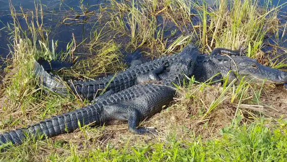 Miami: Everglades Airboat Ride and Tram Tour