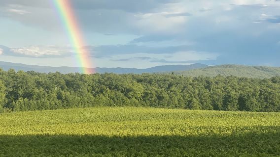 Besuch eines Boutique-Weinguts und Weinprobe in der Nähe von Arezzo