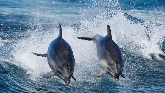 塔斯馬尼亞 布魯尼島快艇一日遊（荷巴特出發）